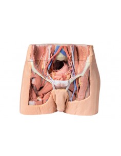 Dissezione del bacino...