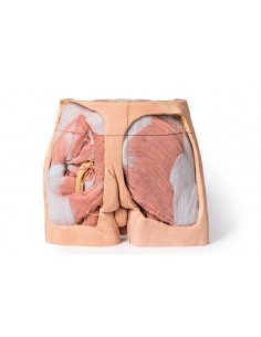 Dissezione del bacino... 2