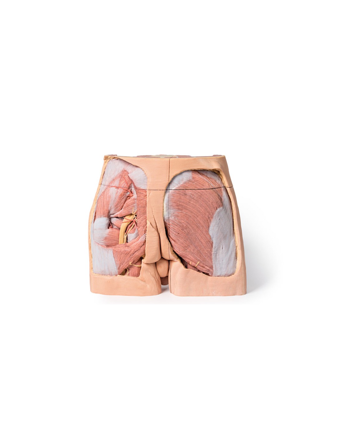 Dissezione del bacino maschile -... Dissezione del bacino maschile -...