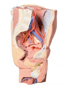 Pelvi sinistra maschile e...