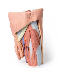 Pelvi sinistra maschile e... 2