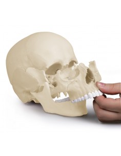 Erler Zimmer, modello di... 2