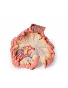 Intestino, porzione di ilo... 2