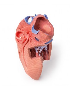 Strutture interne del cuore...