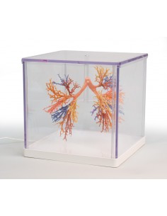 Albero Bronchiale  - Erler...