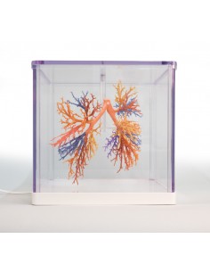 Albero Bronchiale  - Erler... 2