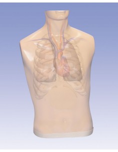 Simulatore di Auscultazione...