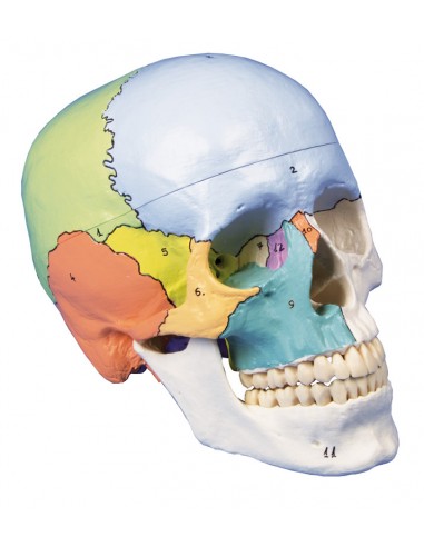 Erler Zimmer, modello di cranio...