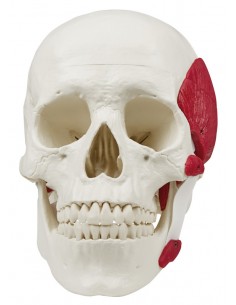 Erler Zimmer, modello di...