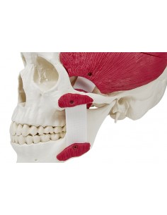 Erler Zimmer, modello di... 2