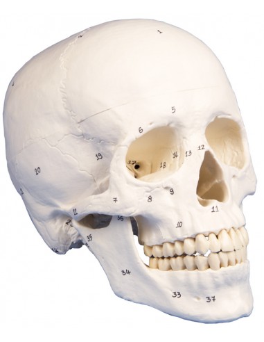 Erler Zimmer, modello di cranio...