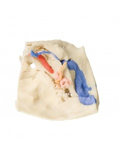 Modello anatomico di osso... 2