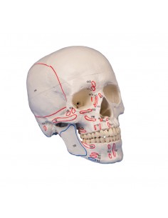 Erler Zimmer, Cranio,...