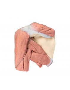 Dissezione della spalla...