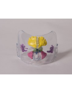 Modello anatomico di naso... 2