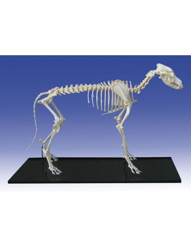 Scheletro di Cane, di taglia piccola,...
