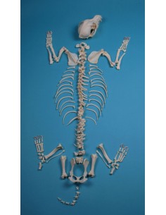 Scheletro di Cane, di...