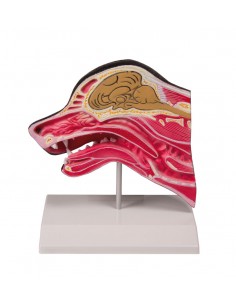 Sezione mediana della testa...