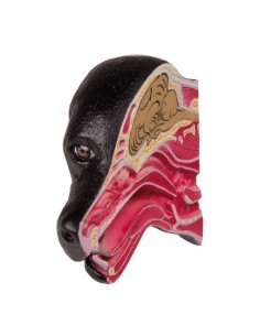 Sezione mediana della testa... 2