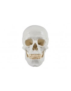 Erler Zimmer, Cranio,...