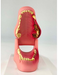 Mascella di Cane, a...