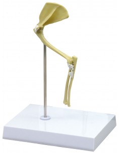 Articolazione della spalla...