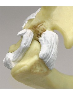 Articolazione della spalla... 2