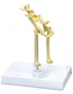 Scheletro del bacino di...