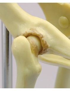 Scheletro del bacino di... 2