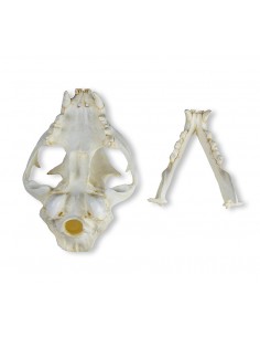 Cranio di Gatto, replica -... 2