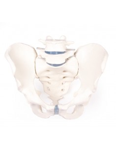 Scheletro del bacino...