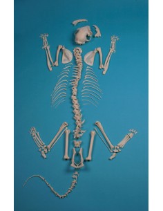 Scheletro di Gatto, non...