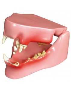 Mascella felina Erler...