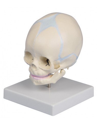 Erler Zimmer, modello anatomico di...