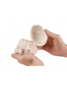 Erler Zimmer, modellino...