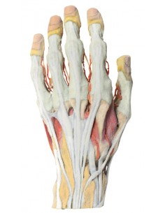 Dissezione della mano Erler...