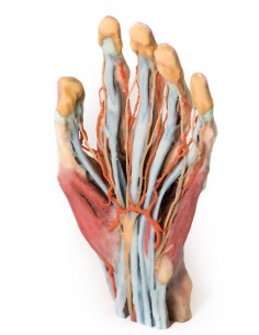 Dissezione della mano Erler... 2