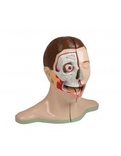 Testa e collo, scomponibili...