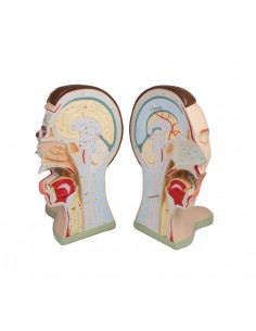 Testa e collo, scomponibili... 2