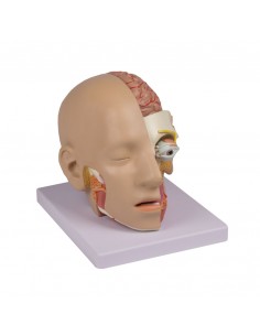 Testa scomponibile in 4... 2