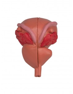 Erler Zimmer, modello... 2