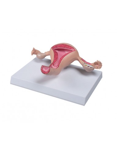 Erler Zimmer, modello anatomico di...