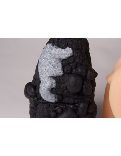 Erler Zimmer, Confronto di... 2