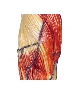 Erler Zimmer, Figura umana...