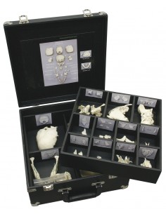 Cranio smontato per studi...