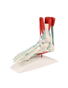 Erler Zimmer, modello...