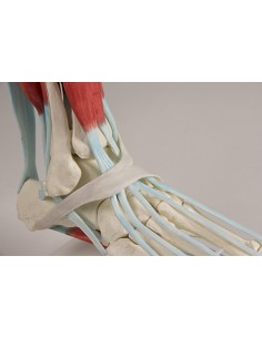 Erler Zimmer, modello... 2