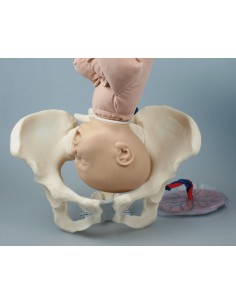 Erler Zimmer, Pelvi... 2