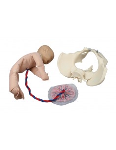 Erler Zimmer, Pelvi...