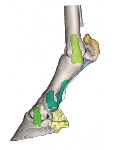 Piede di Cavallo Modello 4 -Erler...